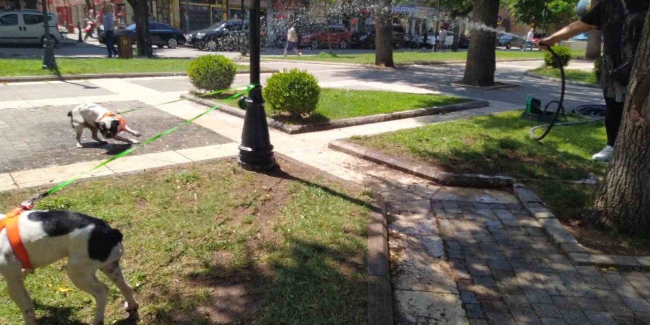 Çim sulama hortumuyla köpeklerini serinletti