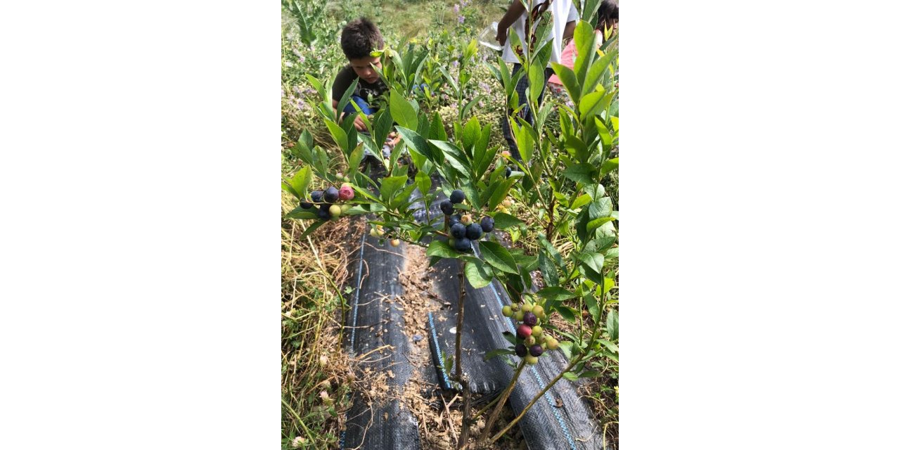 Sinop’ta ilk kez Türkeli’de başlatılmıştı: Yaban mersini yaygınlaşıyor