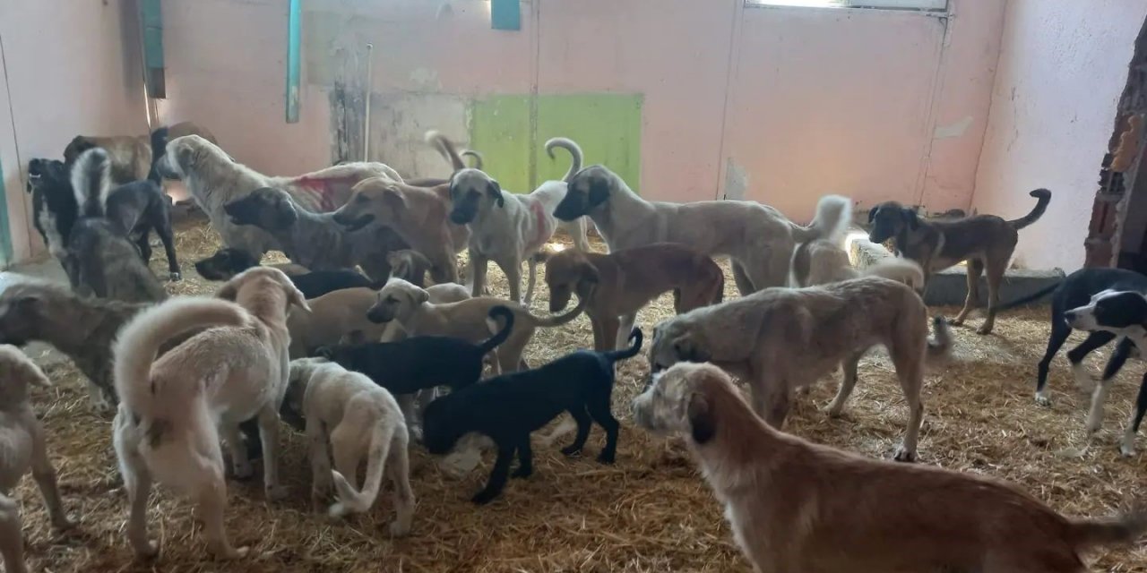 Ezine’de 950 sokak hayvanı kısırlaştırıldı