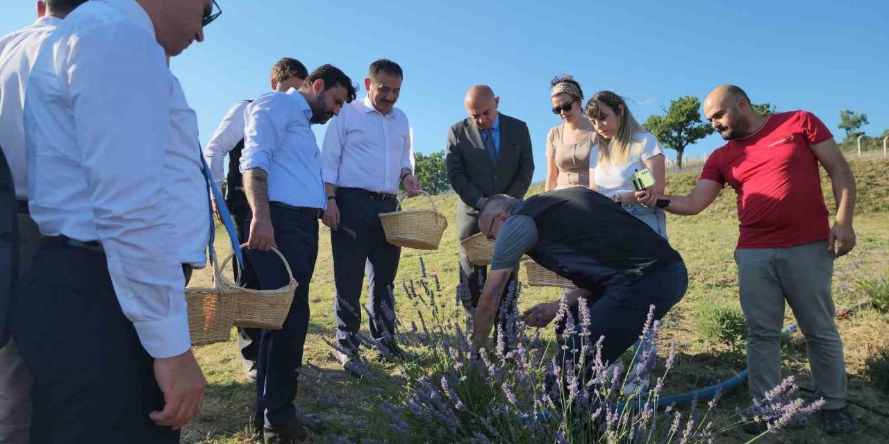 Safran’dan sonra lavanta üretimine rağbet arttı