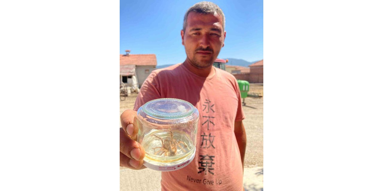 Çorum’da sarıkız paniği sürüyor