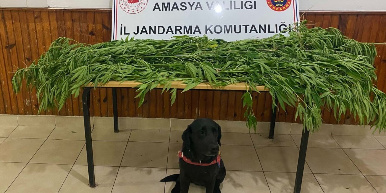 Amasya’da jandarmadan uyuşturucu operasyonu: Yeşilırmak’ın kıyısında yasadışı kenevir yetiştiren iki şahıs yakalandı