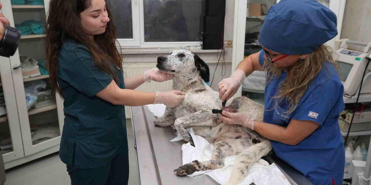 3D yazıcı ile üretilen protezler sokak hayvanlarına umut oluyor