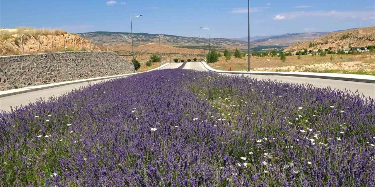 Üniversite lavanta ile renklendi: Kampüs adeta açık hava stüdyosuna dönüştü