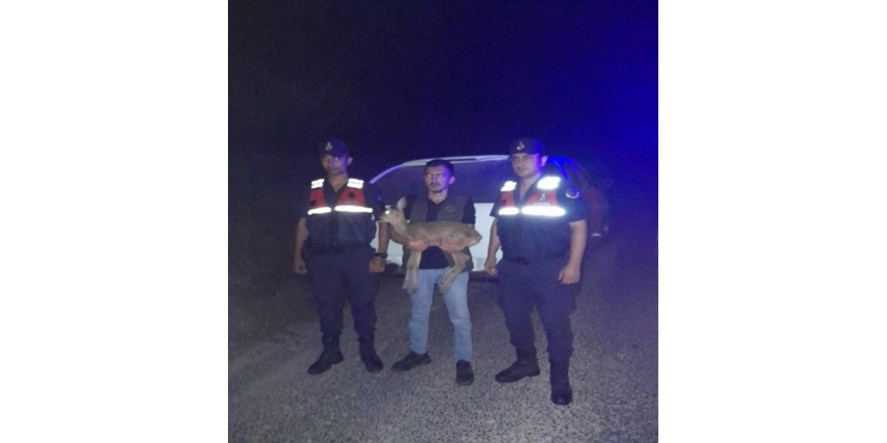 Jandarmanın bulduğu yaralı ceylan tedavi altına alındı