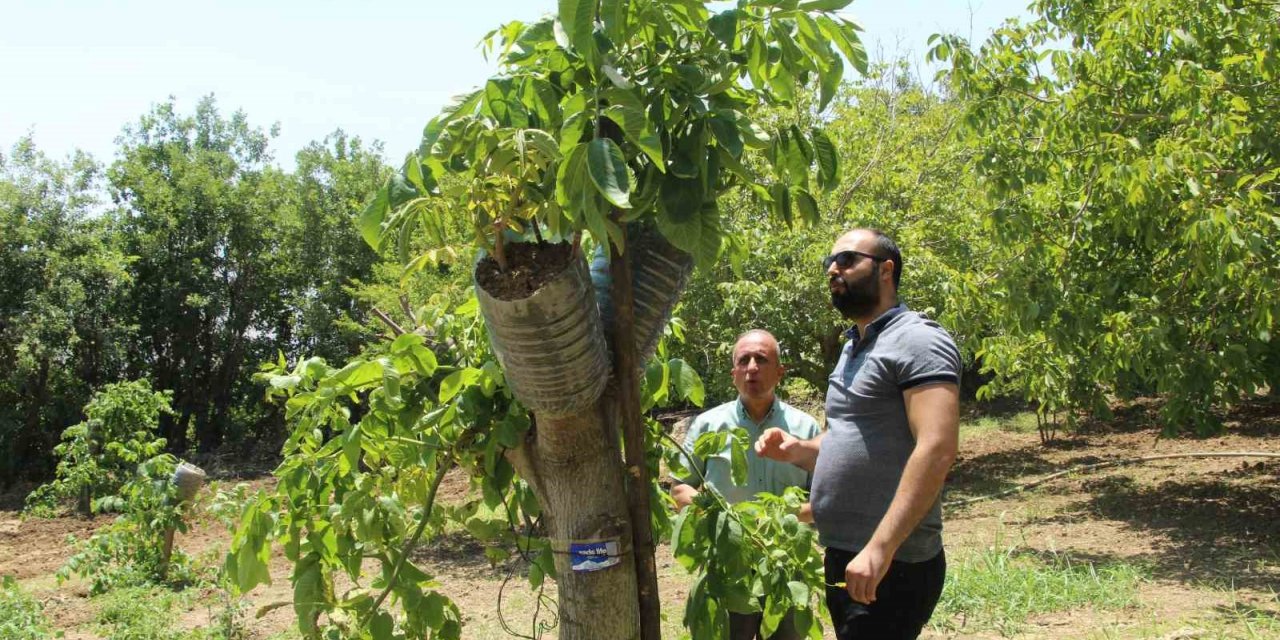 Ceviz ağaçlarında verim ’kabuk altı’ aşısı ile bire beş artıyor