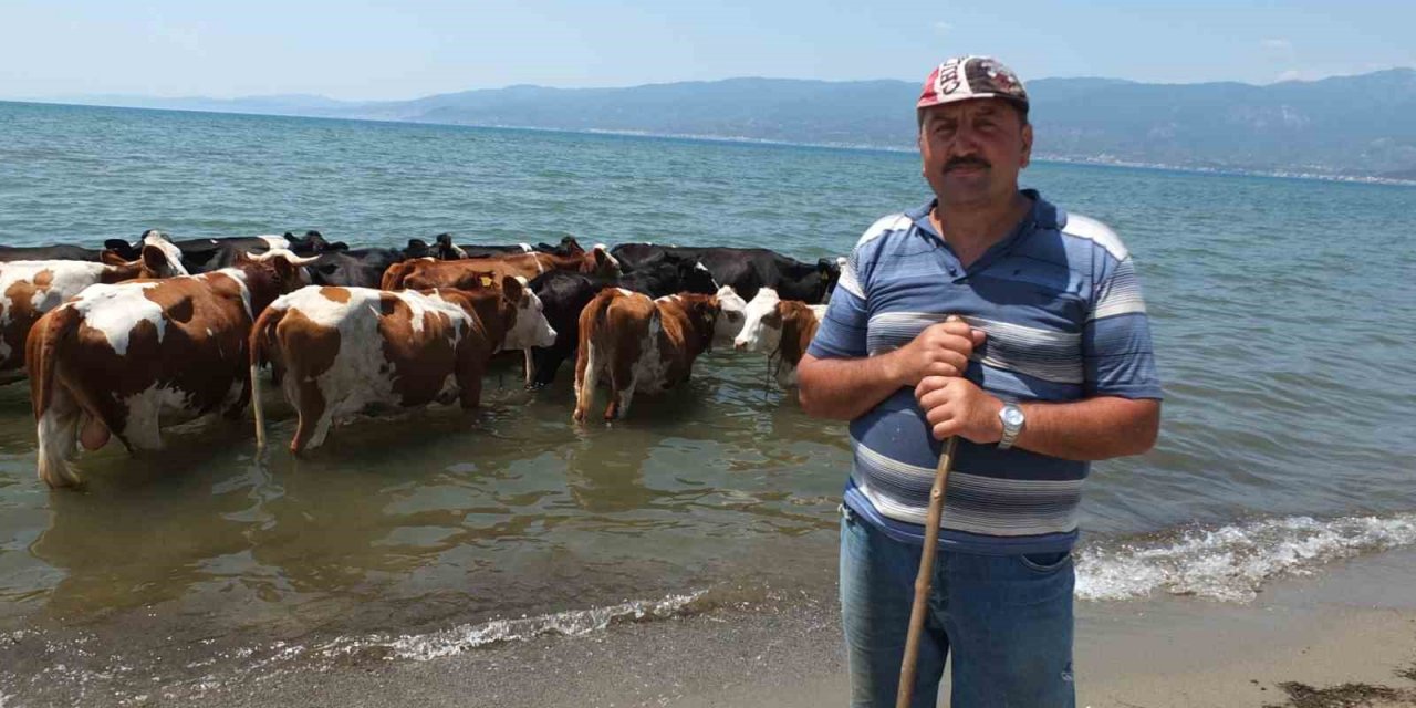 Balıkesir’de sıcaktan bunalan inekler soluğu denizde alıyor