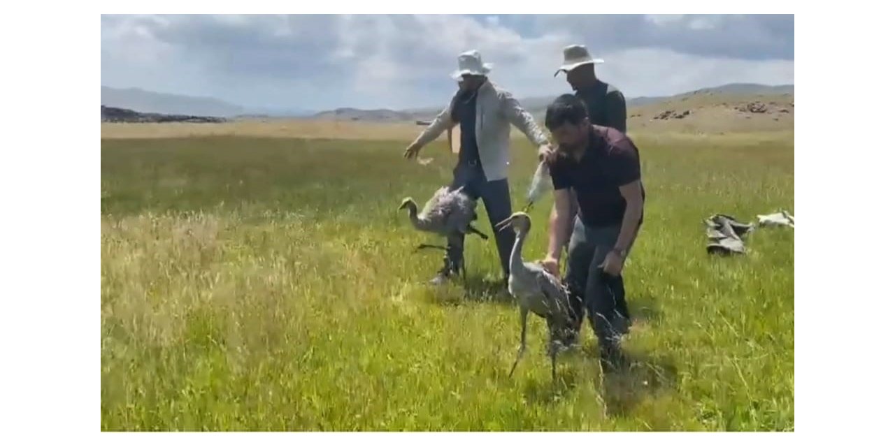 Van’da 4 yavru turna halkalanırken, bir yavruya ise uydu vericisi takıldı