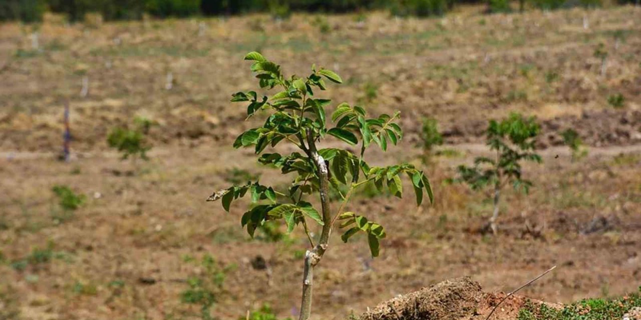 Gönen ve Ilıcak’ta "Gelir Getirici Tür" Ağaçlandırması