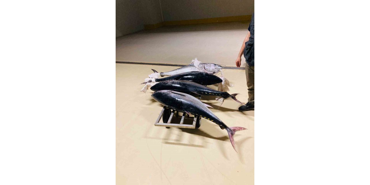 Gürpınar Su Ürünleri Hali’nde, yasa dışı avlanan 4 orkinos ele geçirildi