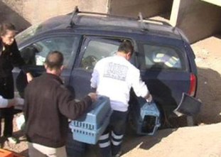 Kediyle yolculuk kaza yaptırdı!