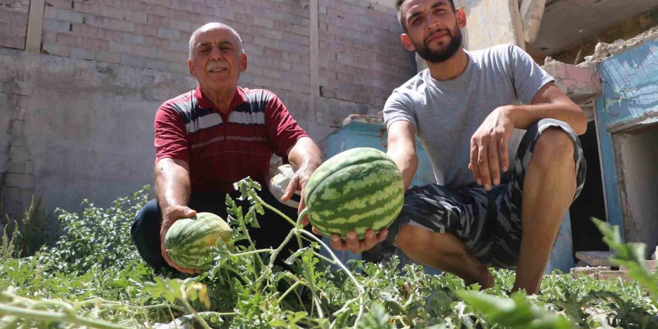 Yıkılan evin enkaz yerinde karpuz çıktı