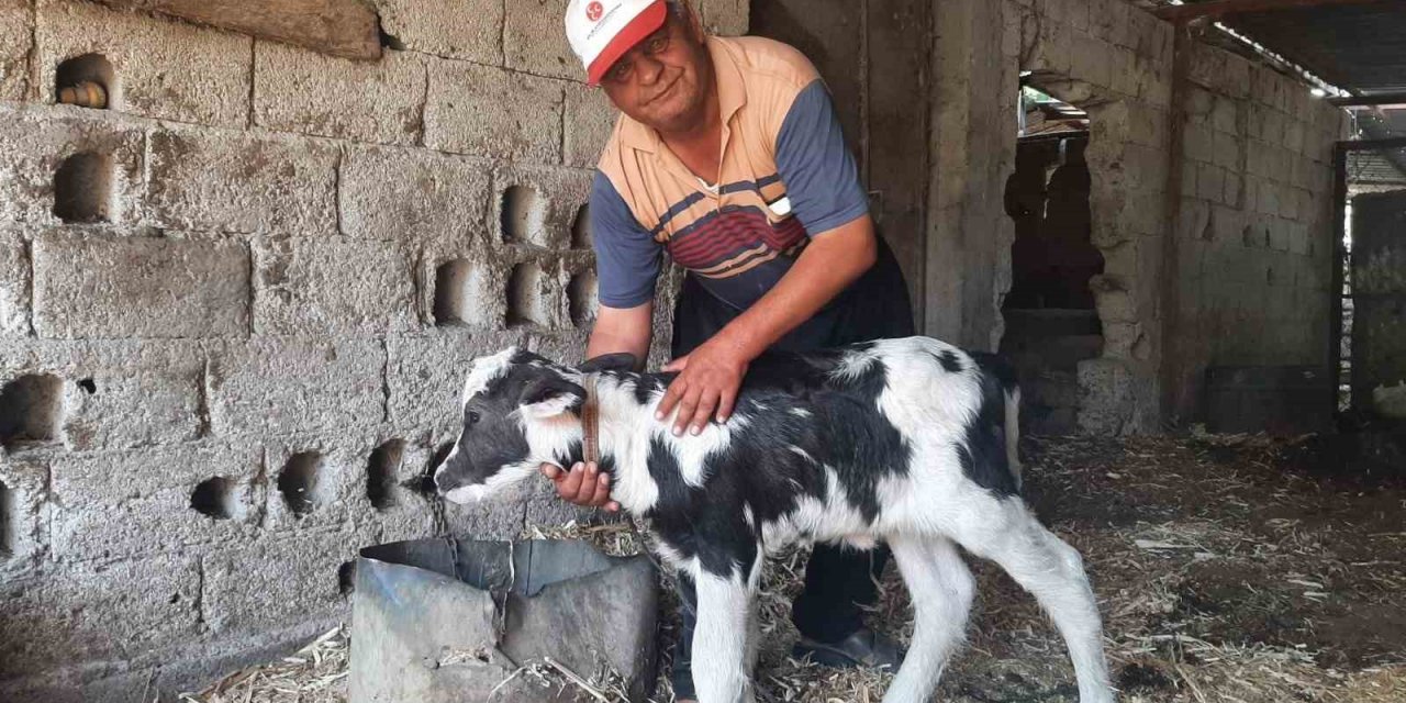 Manda yavrusu, siyah beyaz renklerle doğdu