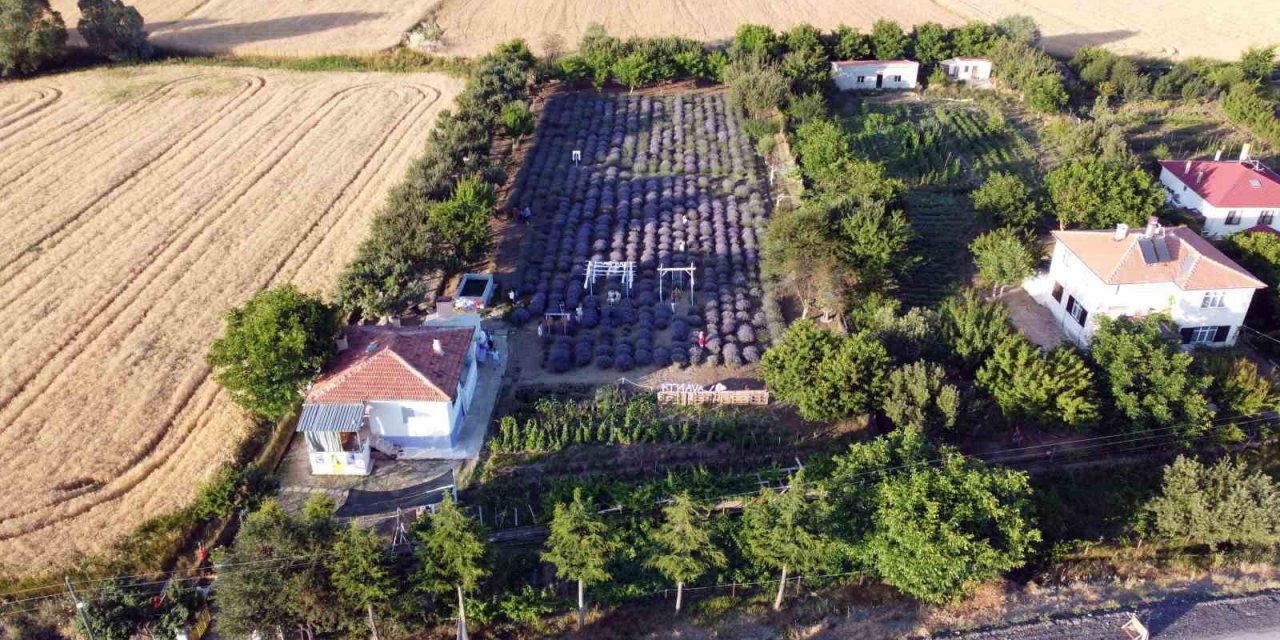 Bozkırın ortasında lavanta bahçesi oluşturdu, ziyaretçi akınına uğruyor