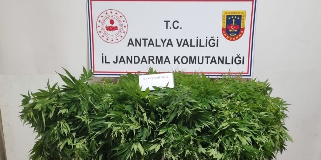 Antalya’da  248 kök kenevir bitkisinin ve 33 gram kubar esrar maddesi ele geçirildi