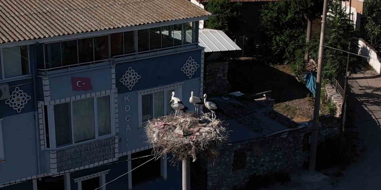 Yaren leylek ve 4 yavrusu vedaya hazırlanıyor