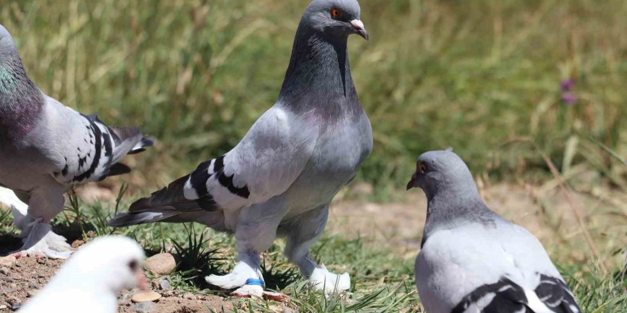 Sivas güvercini sevgisi hobiden ticarete dönüştü
