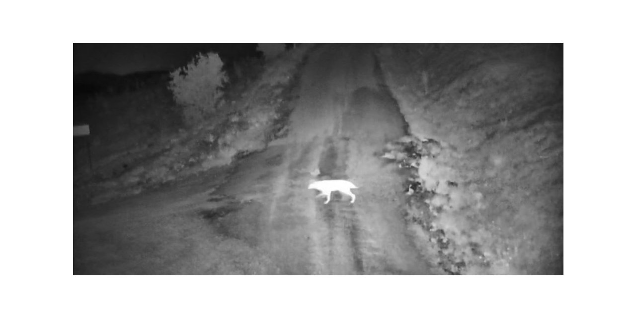 Elazığ’da köye inen kurt sürüsü görüntülendi