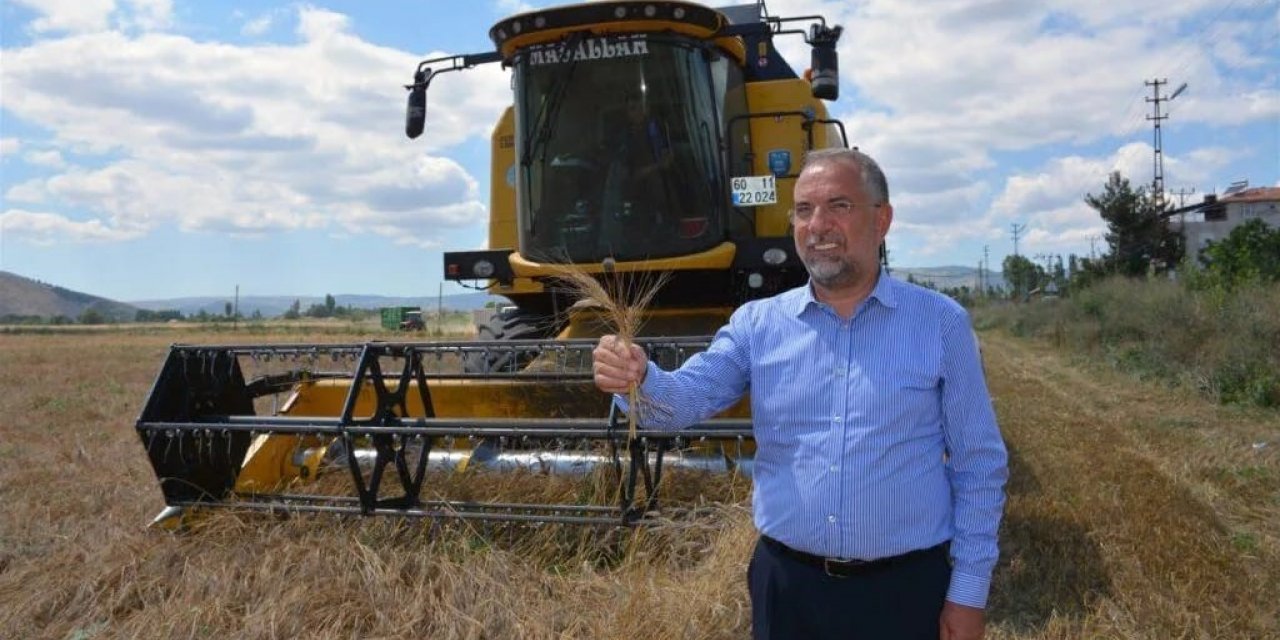 Zile’de ata tohumu ’Karakılçık Buğdayı’ hasadı yapıldı
