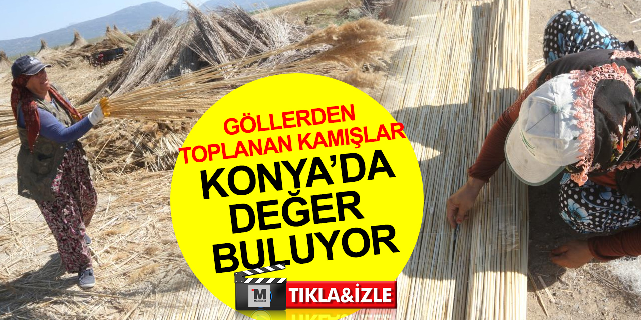 Türkiye'nin göllerinden toplanan kamışlar Konya'da ekonomiye kazandırılıyor