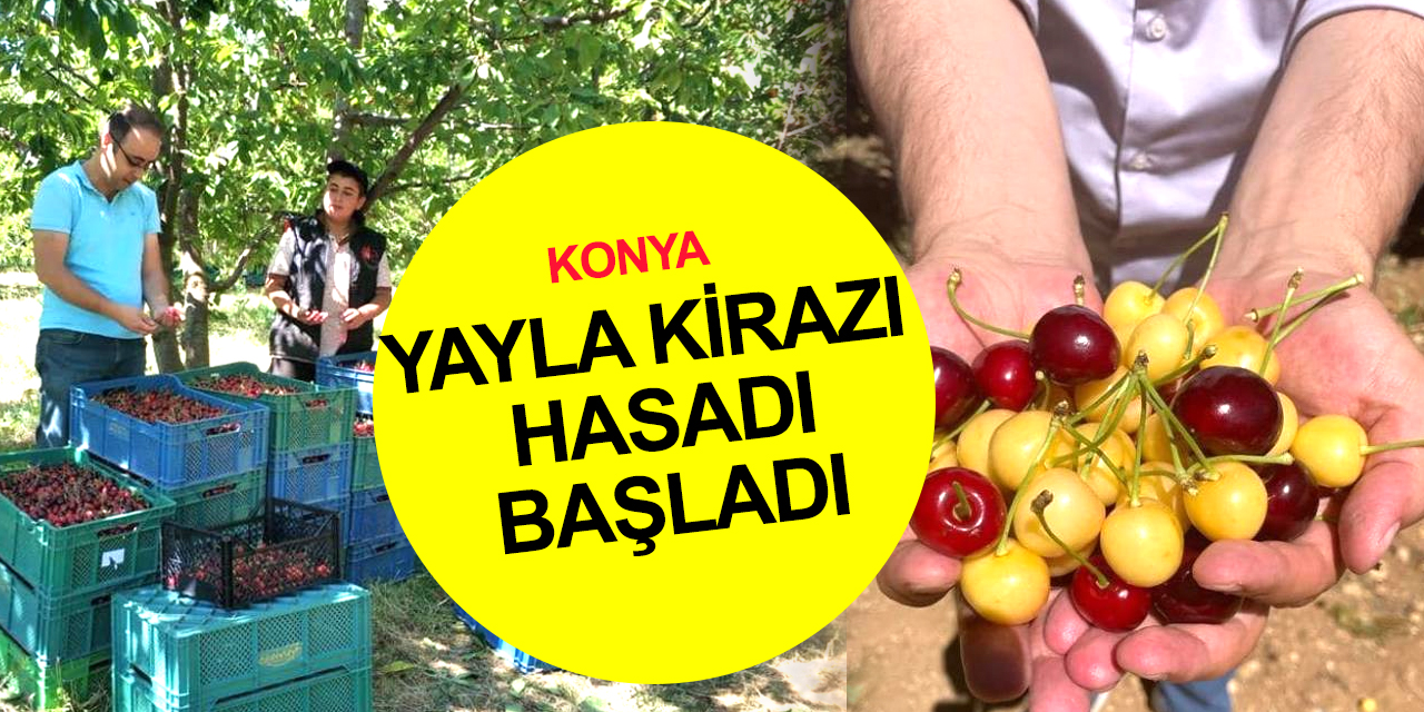 Konya'da yayla kirazı hasadına başlandı