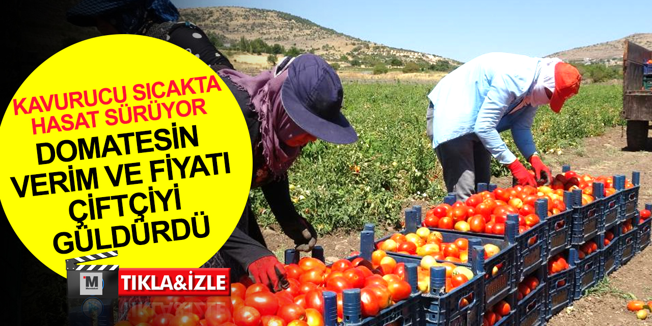 Kavurucu sıcak altında domates hasadı devam ediyor! Tarlada 5 TL ile 6 TL'den tamamı Konya'ya geliyor