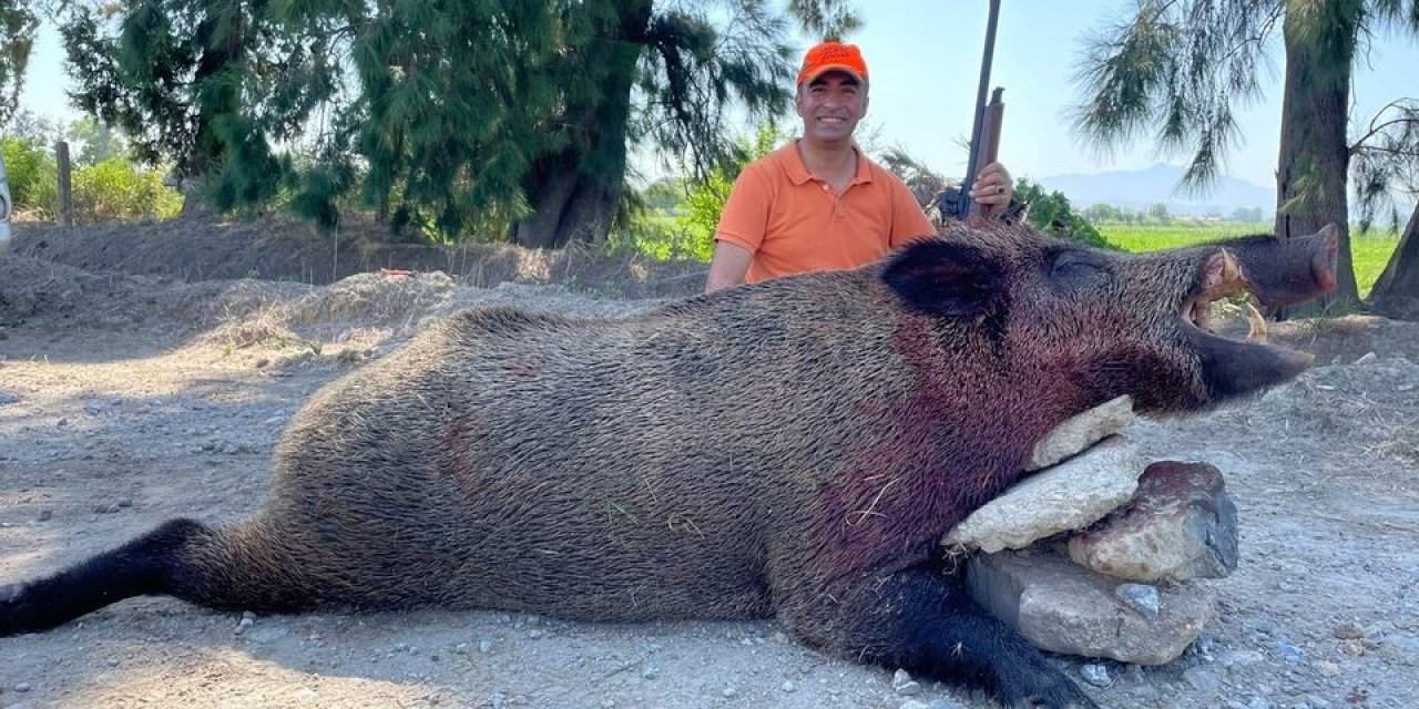 250 kiloluk dev domuz, avcılar tarafından vuruldu