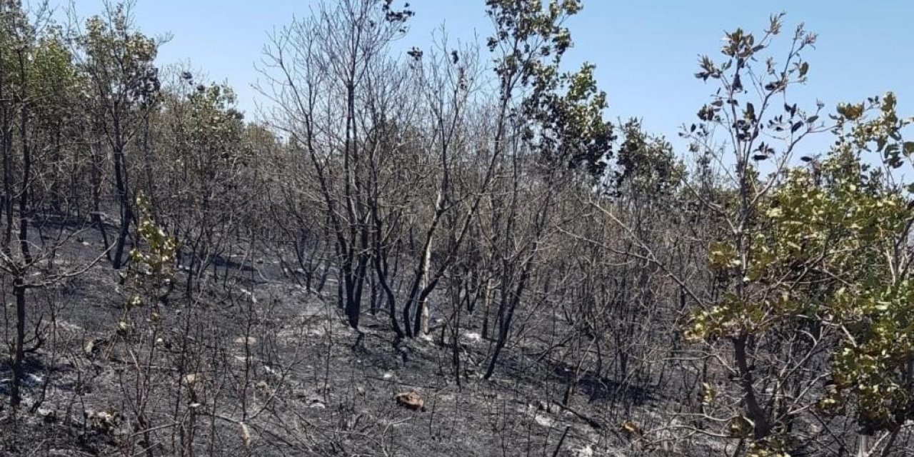 Diyarbakır’da 6 ay içerisinde 25 adet orman yangını meydana geldi