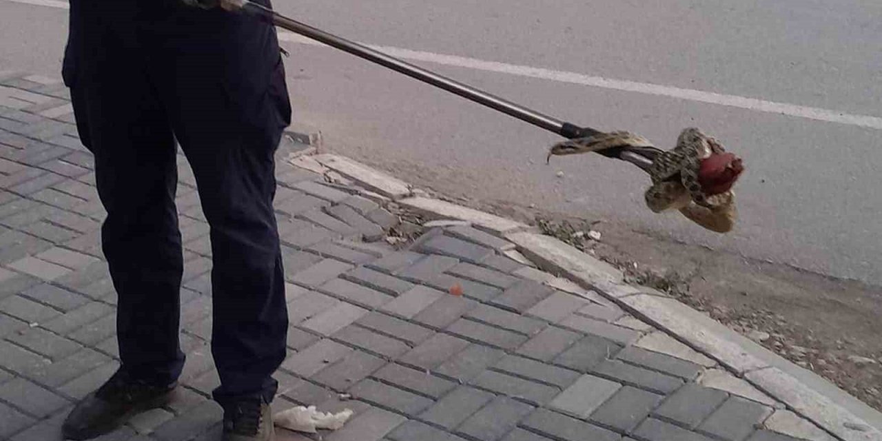 Evin bahçesine giren yılanı itfaiye çıkardı