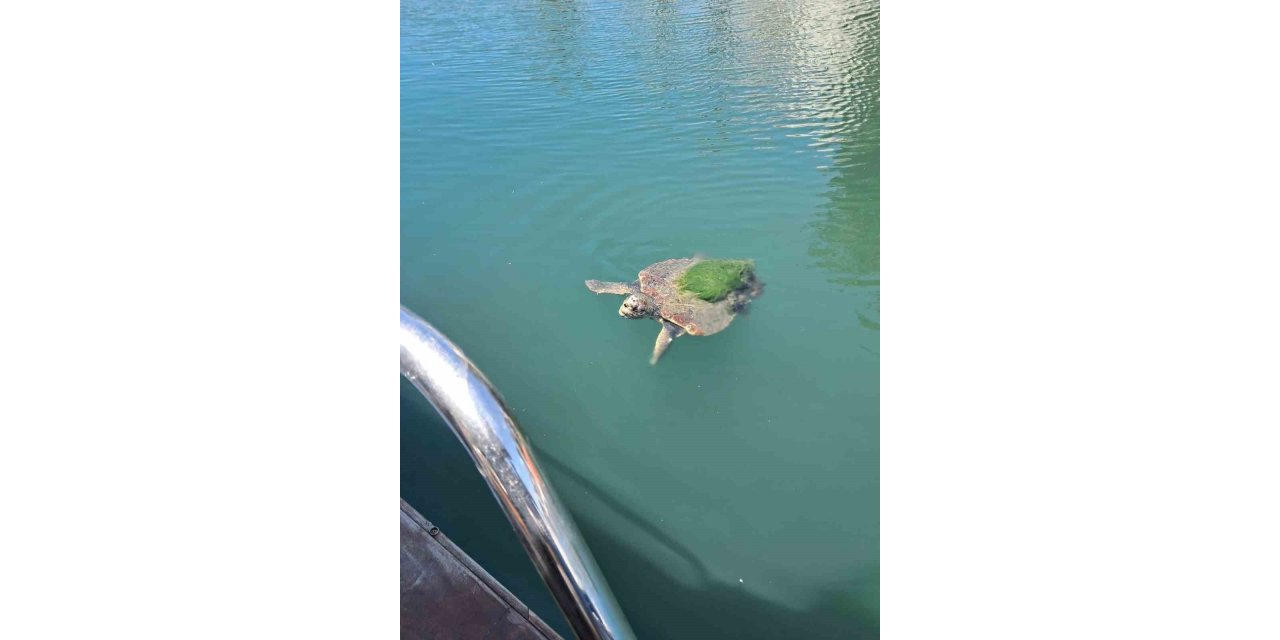 Edremit sahillerinde caretta caretta görüntülendi