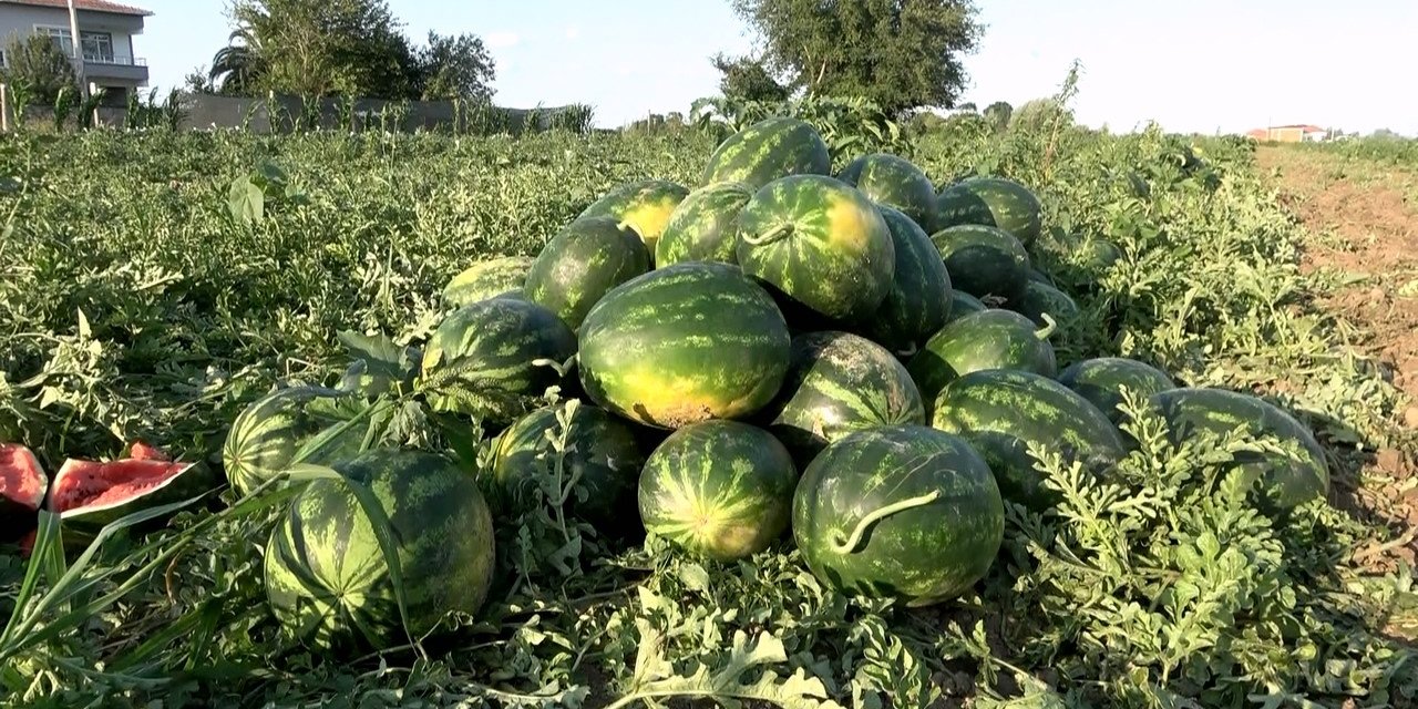 Bafra karpuzu raflara yerini almaya başladı