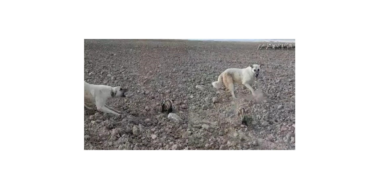 Nesli tükenmek üzere olan alaca sansar Nevşehir’de görüldü