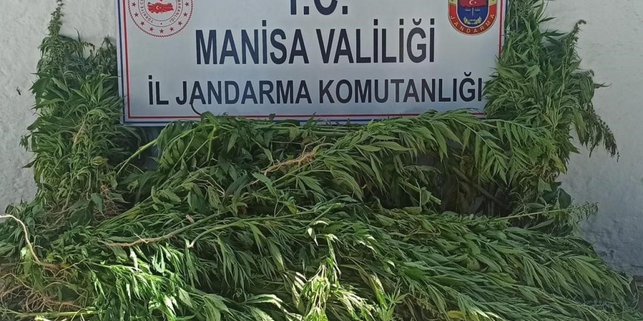 Şehzadeler’de bin 15 kök kenevir ve kubar esrar ele geçirildi