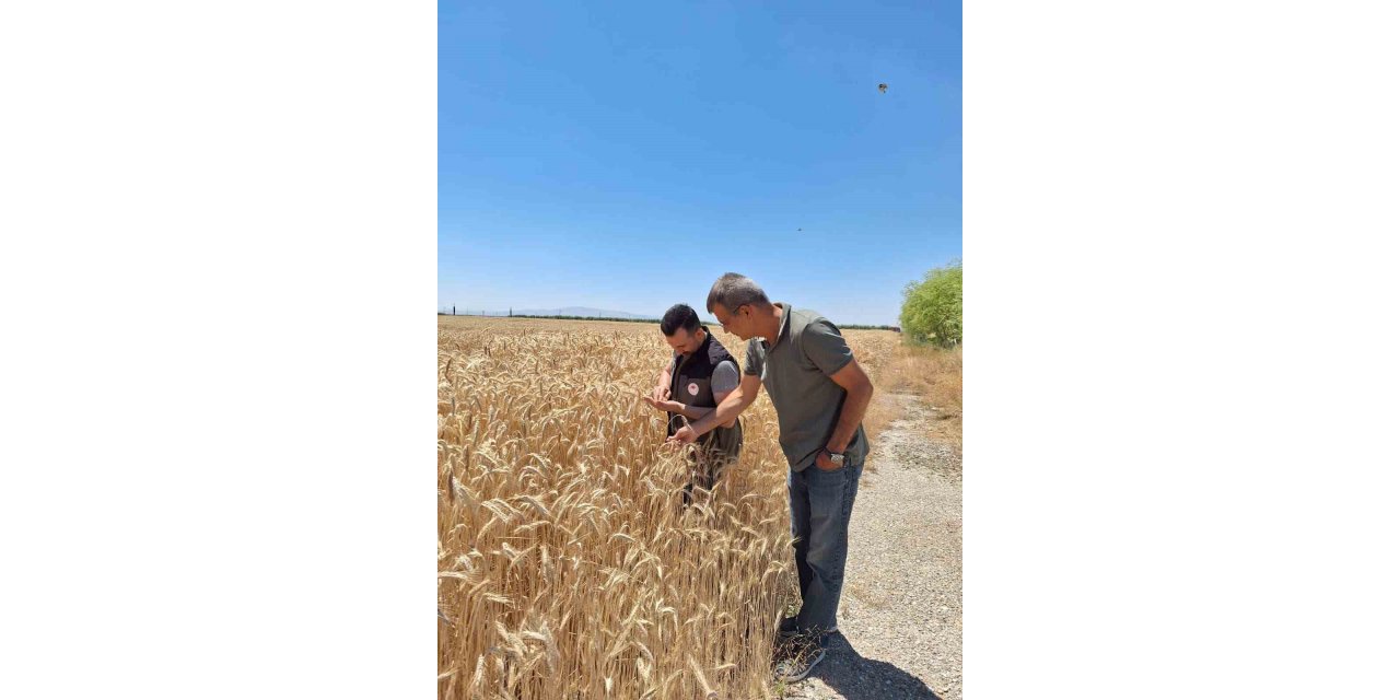 Tohum yetiştirilen alanlar kontrol edildi