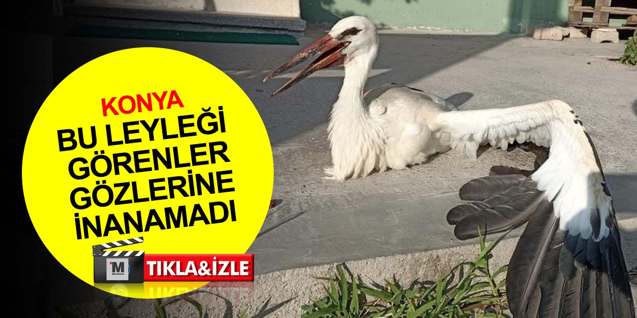 Konya'da cadde ortasında yürüyen leylek görenleri şaşkına çevirdi