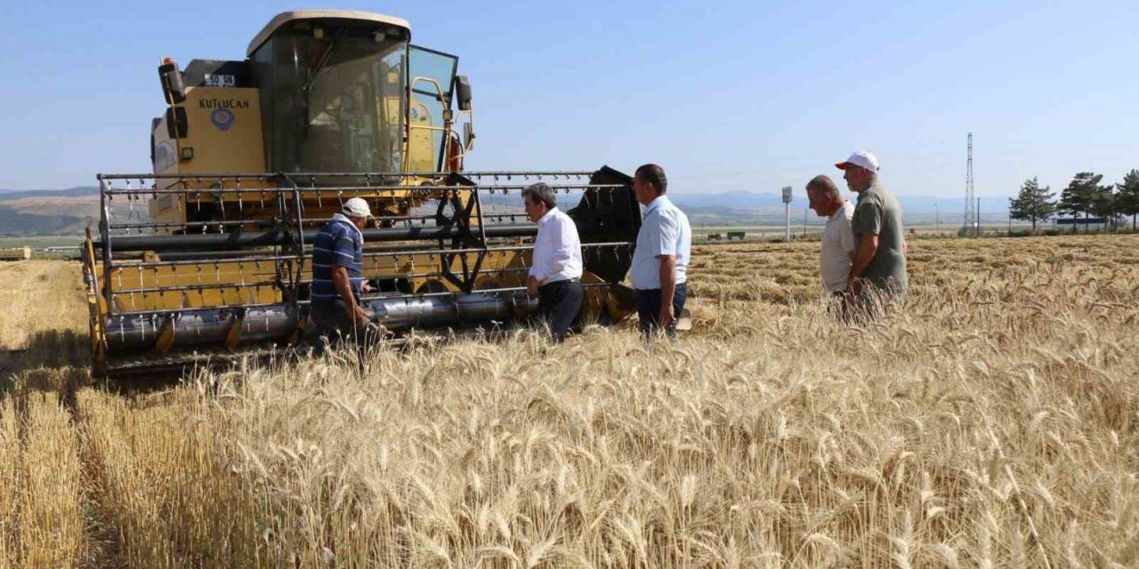 Amasya’da meslek lisesinden 40 ton buğday hasadı
