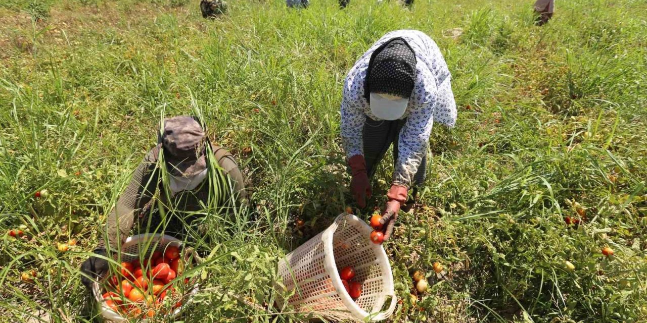 Efeler’in domateslerin hasat ediliyor