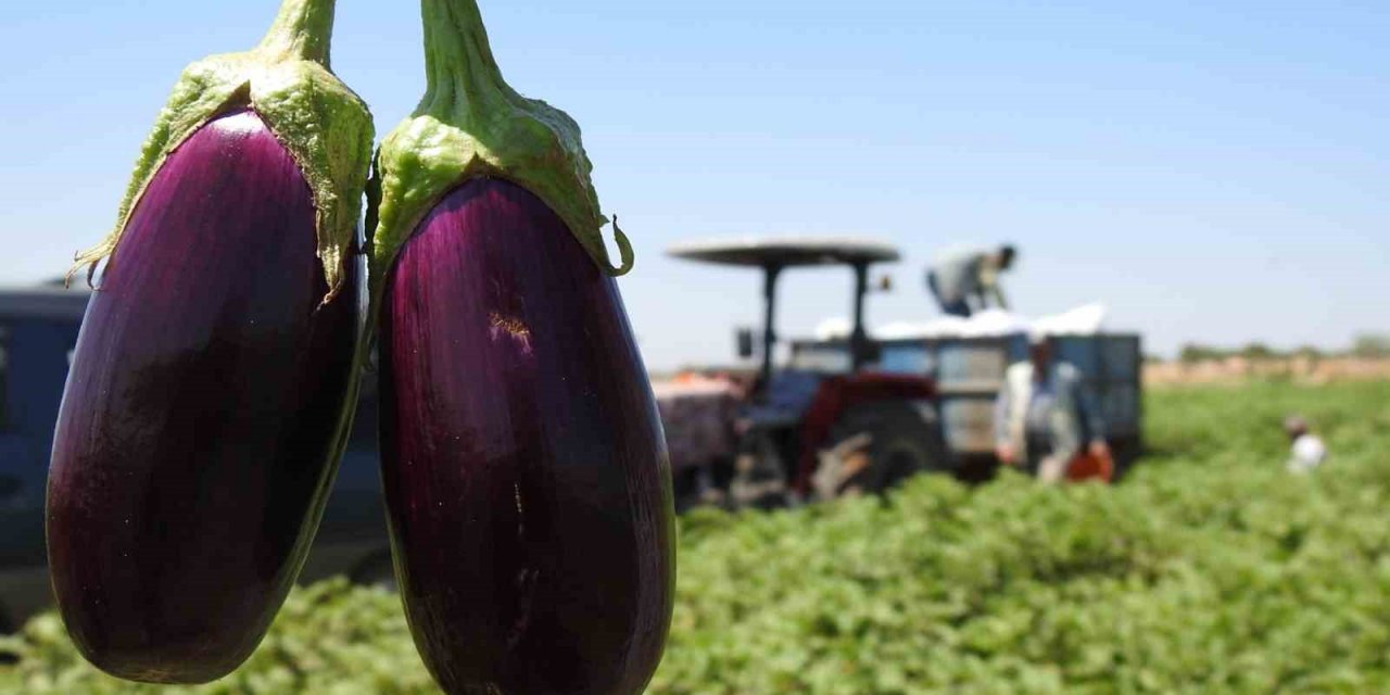 Sınırın sıfır noktasında patlıcan hasadı başladı