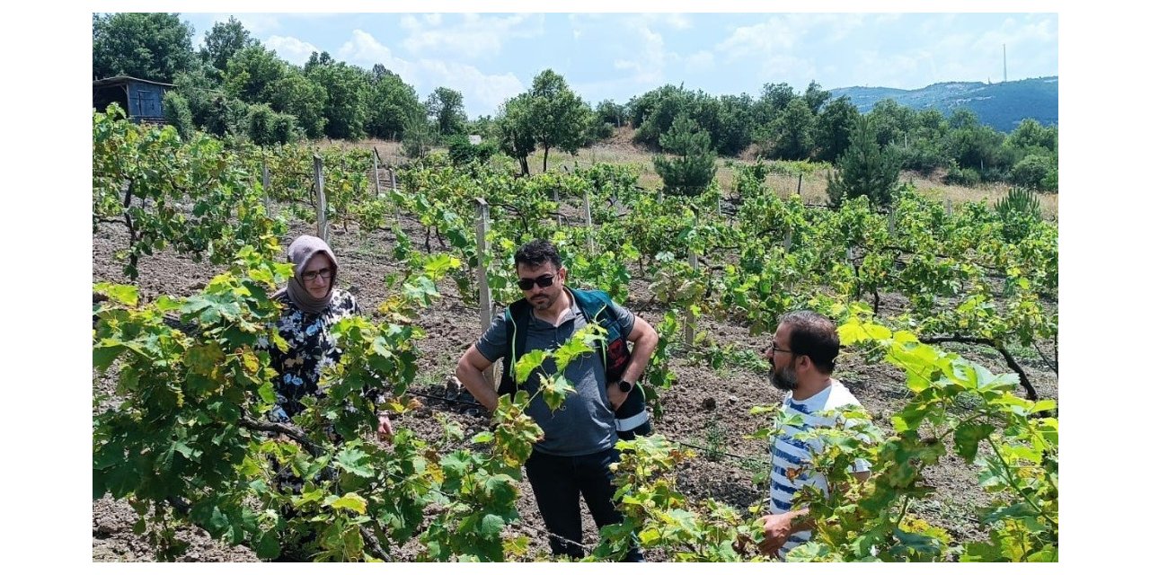 Tavşanlı ilçesinde hastalık ve zararlı kontrolü yapıldı