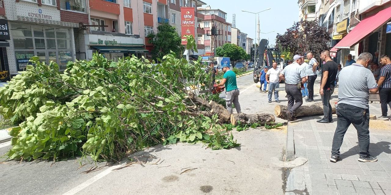 Edirne’de taksinin üstüne devrilen ağaç 2 saat boyunca trafiği kapattı