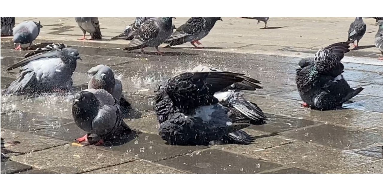 Bursa’da güvercinler kanatlarını açıp böyle serinledi