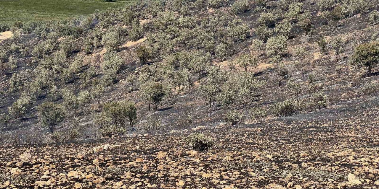 Mazıdağı’nda yangın nedeniyle 200 dönümlük ormanlık alan zarar gördü