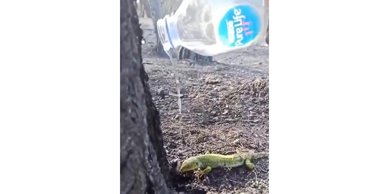 Orman işçisi, yangının ardından bitkin düşen kertenkeleyi su ile serinletti