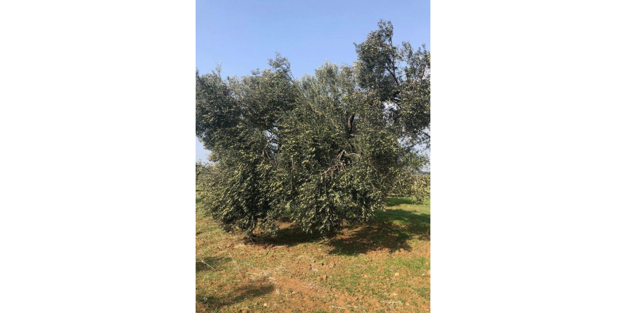İklim krizi zeytin hasadını vurdu