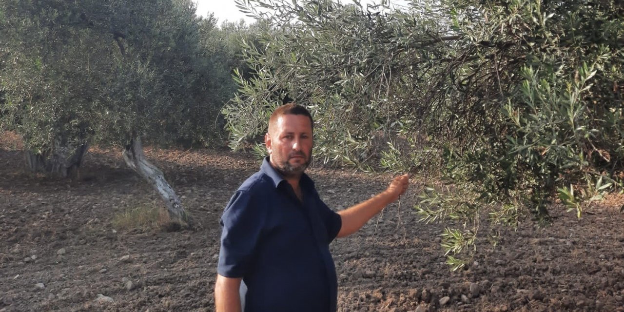 Ayvalık Ziraat Odası Başkanı Baysal: "İklim değişiklikleri ve yağışlardaki düzensizlik, dünyada zeytin üretimine büyük darbe vurdu"