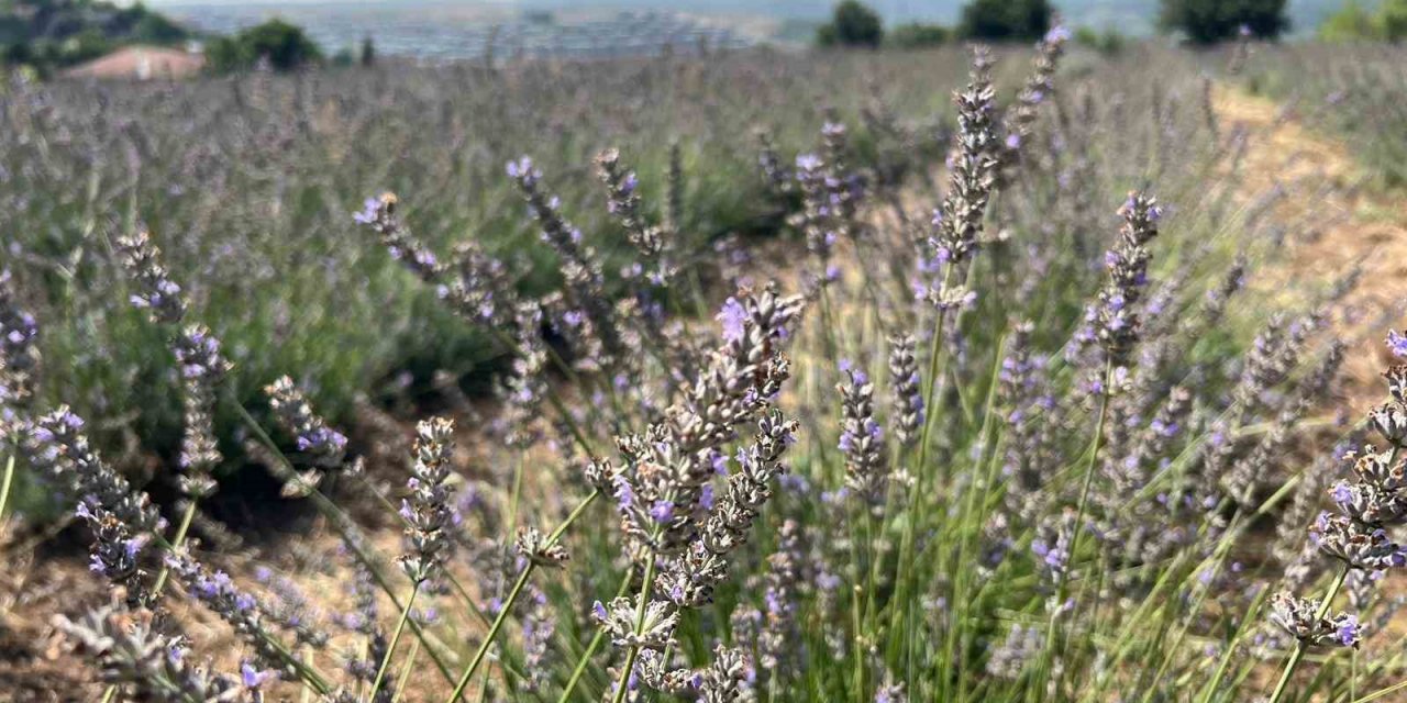 Beykoz’da 162 dönüm lavanta bahçesi