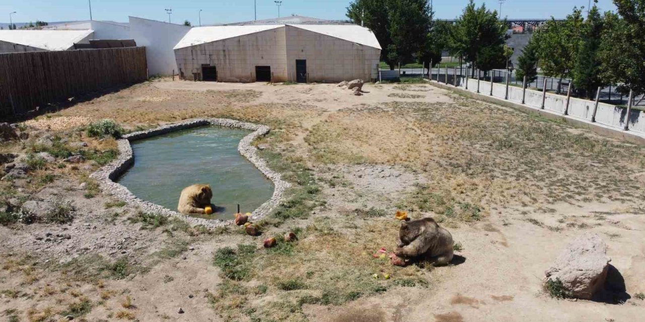 Hayvanat bahçesindeki hayvanlar aşırı sıcakta buzlu meyve kokteyli ile serinliyor