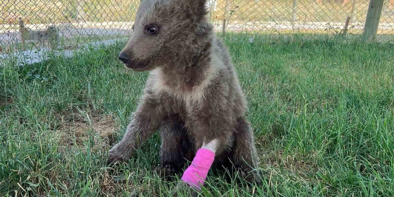 Yaralı yavru ayı Kütahya Belediyesince tedavi altına alındı