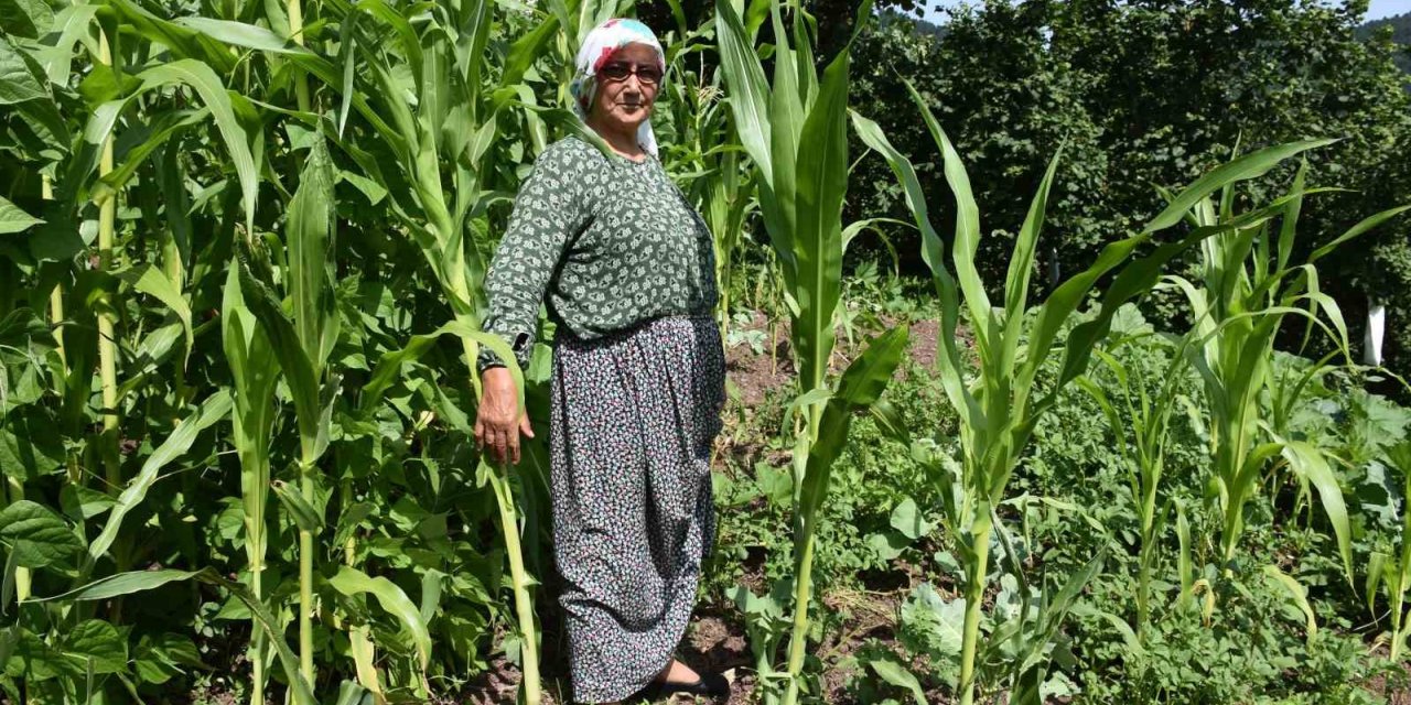 Domuz sürüsünün dadandığı mahallede vatandaşlar tedirgin