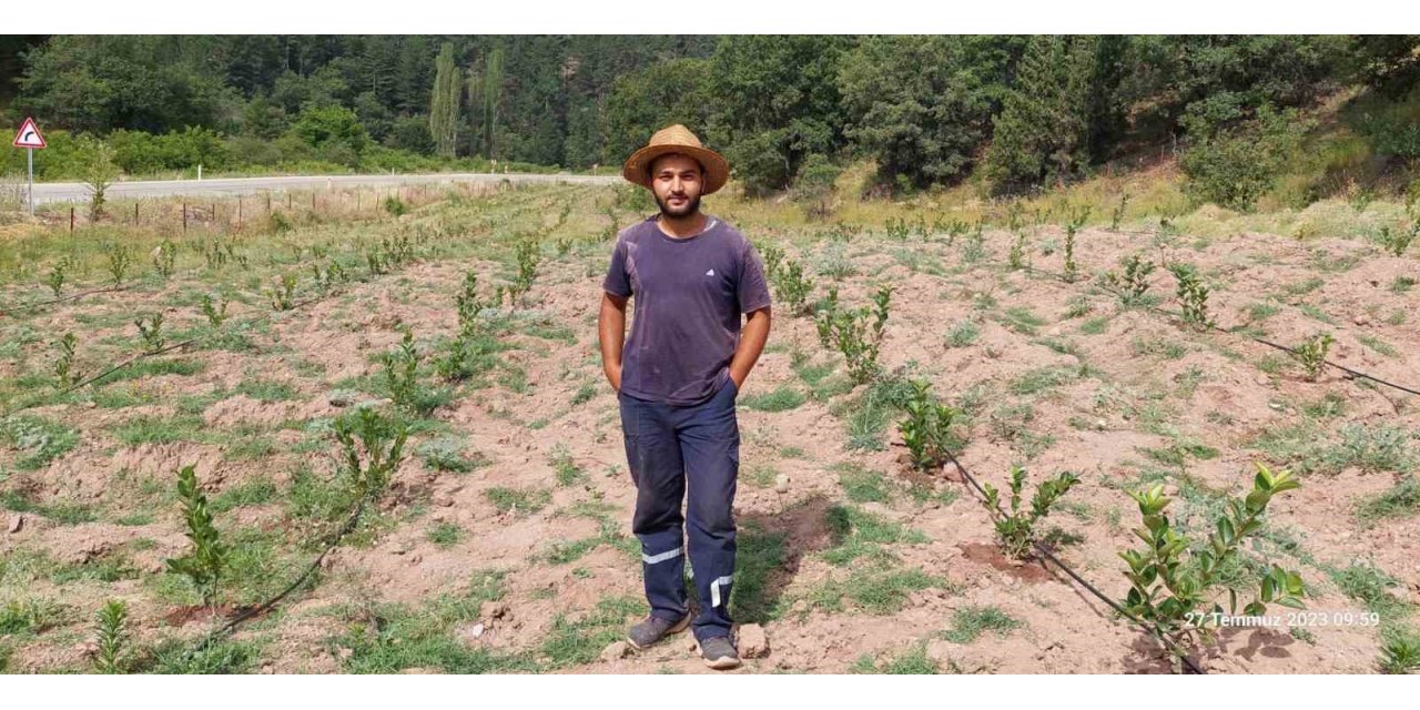 Ziraat Mühendisi 7 dekar tarlayı kendi imkanlarıyla aronya bahçesine çevirdi
